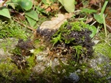 Leptogium lichenoides image