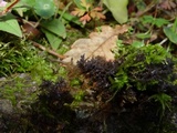 Leptogium lichenoides image