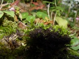 Leptogium lichenoides image