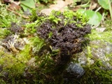 Leptogium lichenoides image