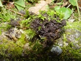 Leptogium lichenoides image
