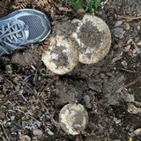 Amanita vernicoccora image