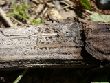 Pyrenopeziza arctii image