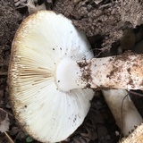 Amanita vernicoccora image