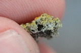 Xanthoria polycarpa image