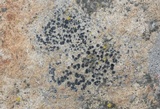 Lecidea laboriosa image