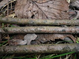 Quaternaria dissepta image