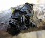 Exidia recisa image