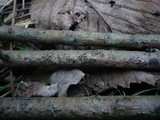 Quaternaria dissepta image