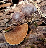 Phellinus gilvus image