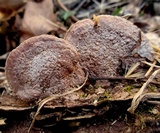 Phellinus gilvus image
