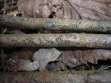 Quaternaria dissepta image