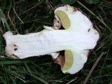 Suillus luteus image