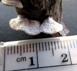 Poronidulus conchifer image