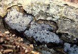 Biscogniauxia atropunctata image