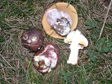 Suillus luteus image