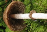 Psathyrella sphagnicola image