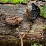 Tubercularia lateritia image