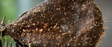 Tubercularia lateritia image