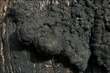 Kretzschmaria deusta image