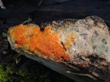 Hypomyces aurantius image