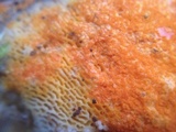 Hypomyces aurantius image