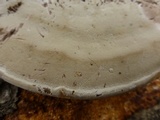 Fomes fasciatus image