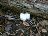 Hericium americanum image