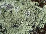 Flavoparmelia baltimorensis image