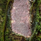 Fuscoporia contigua image
