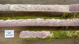 Fuscoporia contigua image
