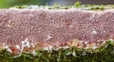 Fuscoporia contigua image