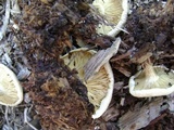 Melanoleuca verrucipes image
