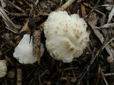 Melanoleuca verrucipes image