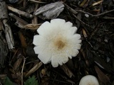 Melanoleuca verrucipes image