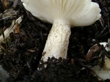 Melanoleuca verrucipes image