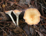 Clitocybe gibba image