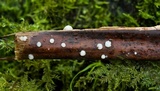 Hobsonia mirabilis image