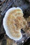 Trametes ochracea image