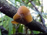 Schizophyllum amplum image