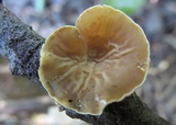 Schizophyllum amplum image