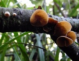 Schizophyllum amplum image