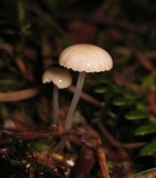 Roridomyces roridus image