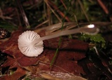 Roridomyces roridus image