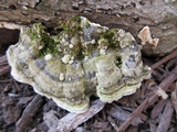 Cerrena unicolor image
