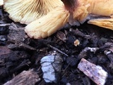 Gymnopilus thiersii image