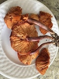 Gymnopilus thiersii image
