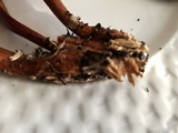 Gymnopilus thiersii image