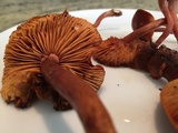 Gymnopilus thiersii image