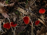 Sarcoscypha austriaca image